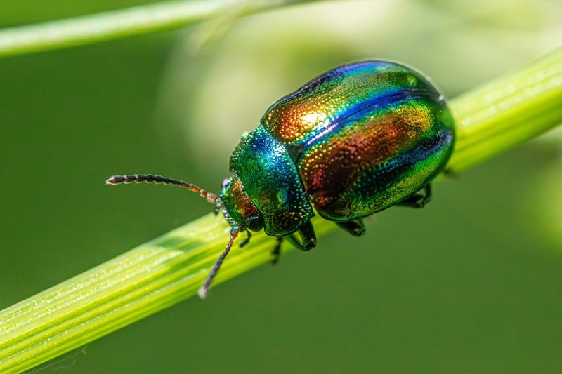 Common Urban Pests