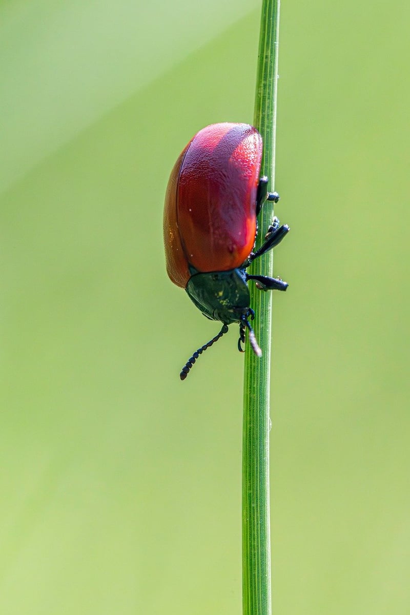 Integrated Pest Management