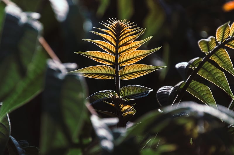 Green Leaves Plant Nature Forest